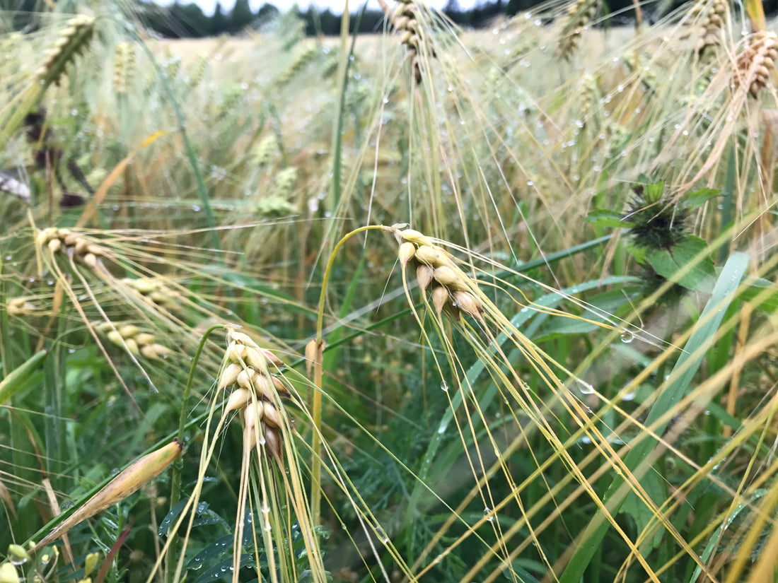 "Leave No Trace" principer: Respektera naturen på din vandring