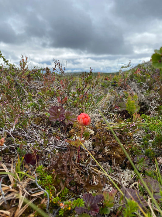 "Lämna inga spår"-principen: En guide till ansvarsfull utforskning av vildmarken