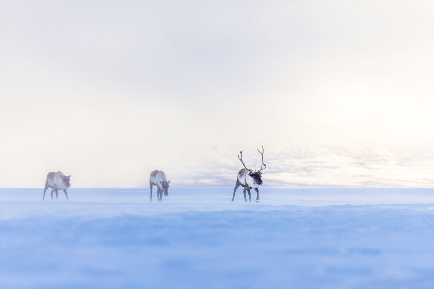 Fotografiska äventyr i Lappland – Vår-vinter 2025