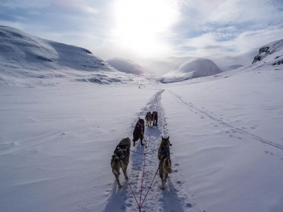 Two-hour dog sledding experience